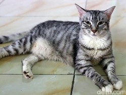 6 Fakta Aksi Pembantaian Puluhan Kucing di Tasikmalaya