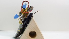 FOTO: Robot Kecoa Madagaskar bakal Bantu Jepang Saat Gempa
