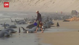 VIDEO: Ratusan Paus Pilot Terdampar Di Pantai