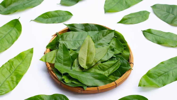 Ilustrasi daun melinjo Ilustrasi daun melinjo