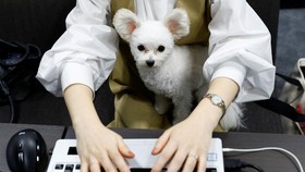FOTO: Karyawan di Jepang Kini Boleh Bawa Anjing ke Kantor