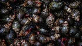 Wanita Jerman Jadi Snailfluencer Bersama 500 Jenis Siput