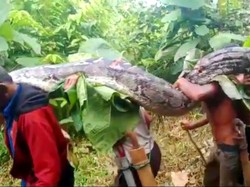 Daging Piton Raksasa Dijual ke Sulut, Warga Minahasa Sudah Biasa Makan Ular