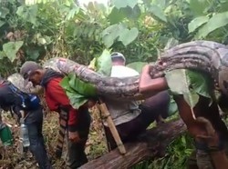 Perlawanan Ular Piton Raksasa 7 Meter Saat Ditangkap Warga Sultra