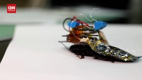 VIDEO: Pembuatan Kecoa Cyborg untuk Selamatkan Nyawa Manusia