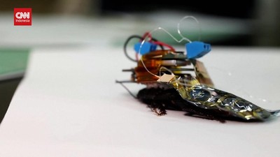 img-title VIDEO: Pembuatan Kecoa Cyborg untuk Selamatkan Nyawa Manusia