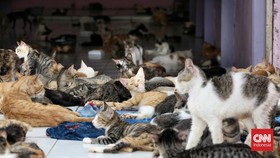 21 Kucing di Sunter Jakarta Mati Mendadak Sejak 6 Juli: Diawali Kejang
