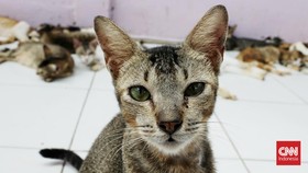 FOTO: Rumah Singgah Clow Tampung Ribuan Kucing Jalanan