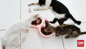 Penyebab Kematian 21 Kucing di Sunter Masih Misteri