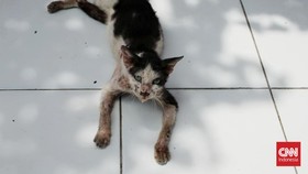 Warga Malang Geger Temukan Kucing Dipaku di Pohon