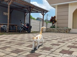 7 Fakta Tragis Kematian 4 Kucing Diduga Diracun di Perumahan Kota Malang