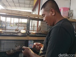 Petugas Damkar Pemkot Probolinggo Raih Cuan dari Ternak Burung Puter Pelung