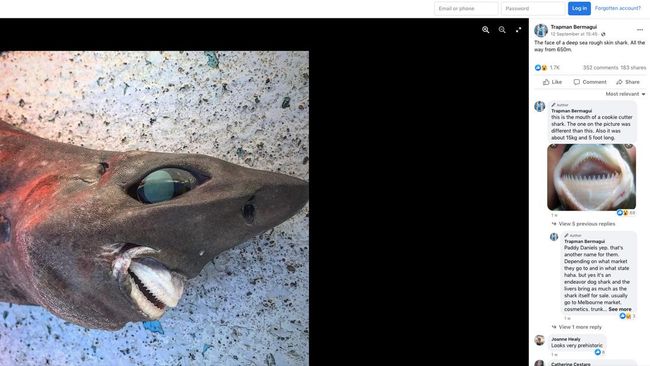 Seekor ikan hiu misterius ditemukan di pantai Australia.