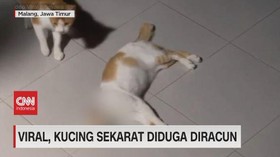 VIDEO: Viral, Kucing Sekarat Diduga Diracun