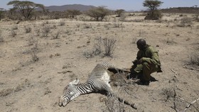 FOTO: Tumbangnya Zebra Terlangka Dunia saat Kenya Meranggas