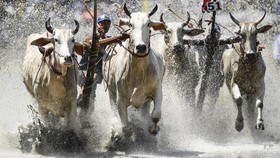 FOTO: Balapan Sapi Bay Nui, Tradisi Mengenang Leluhur di Vietnam