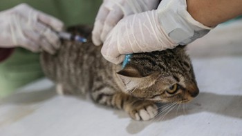 FOTO: Sambut Hari Rabies Sedunia, Hewan Dapat Vaksinasi Gratis