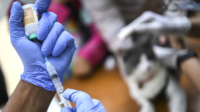 Pemberian vaksin, termasuk vaksin rabies, jadi salah satu cara menjaga hewan peliharaan tetap sehat. Apa saja yang harus dipersiapkan?
