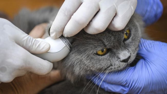 Hewan peliharaan memang sebaiknya divaksin, salah satu yang terpenting adalah vaksin rabies. Tapi ada 5 kondisi hewan peliharaan tak perlu divaksin. 