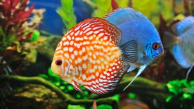 10 Ikan Hias Air Tawar yang Sering Dipelihara di Akuarium Rumah