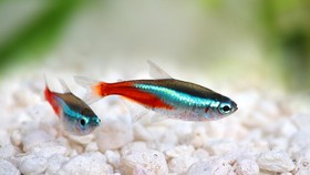 Apakah Ikan Tak Pernah Tidur?