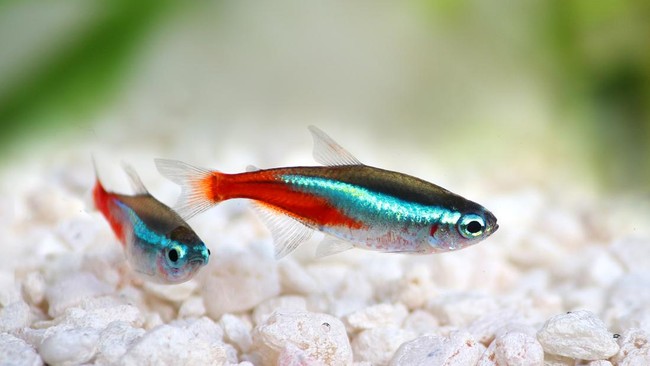 Apakah ikan tidak pernah tidur? Kenapa matanya selalu melek? Simak jawabannya di sini.