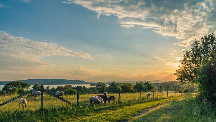 Aesthetic dan Asri, Simak Deretan Farm Land yang Wajib Kamu Kunjungi di Korea Selatan