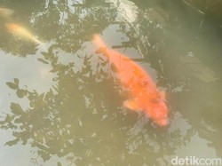 Ikan Raksasa Sukabumi Mau Dijual, Siapa Minat?