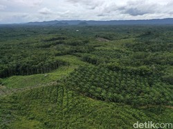Sawit RI Masih Dominasi Pasokan Minyak Nabati Global di 2023