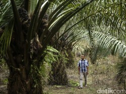 Kinerja Moncer, 4 Anak Usaha PTPN III Siap Melebur ke Palm Co
