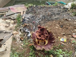 Bikin Penasaran! Ada Tanaman Mirip Bunga Bangkai di Depok