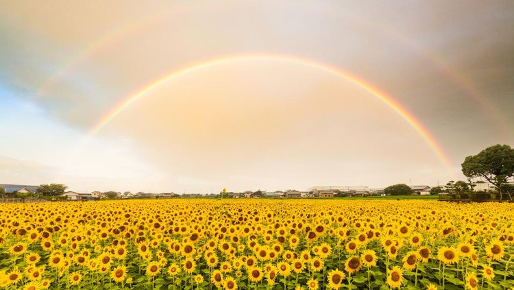 View across the top of a huge Sunflower field landscape with double rainbow above.