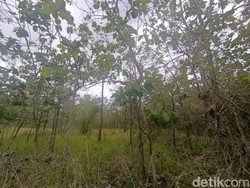 Viral ASN Tepergok Mesum di Tengah Ladang Gunungkidul