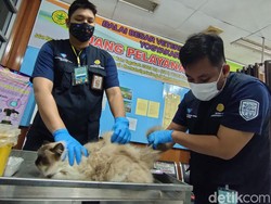 Hari Rabies Dunia,  Anjing-Kucing di Kulon Progo Dapat Vaksin Gratis