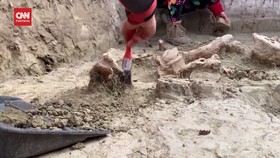 VIDEO: Ilmuan Cile Temukan Fosil Gajah Berusia 12 Ribu tahun