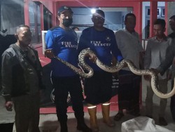 Sanca 3,5 Meter Pemangsa Ayam Warga Lamongan Ditangkap