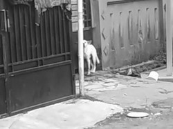 Seorang Anak Digigit Anjing yang Tak Diberi Makan Seminggu di Tangerang