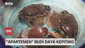 VIDEO: Meraup Untung Dari Budidaya Kepiting Dengan Sistem Apartemen