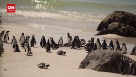 VIDEO: Penguin Mati akibat Flu Burung 'Misterius' Terus Meningkat