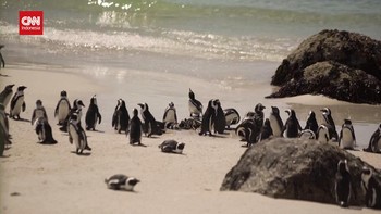 VIDEO: Penguin Mati akibat Flu Burung 'Misterius' Terus Meningkat