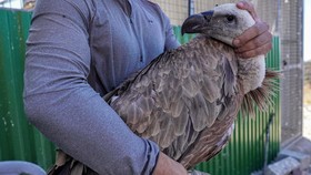 FOTO: Burung Bangkai Melawan Kepunahan dan Citra Buruk