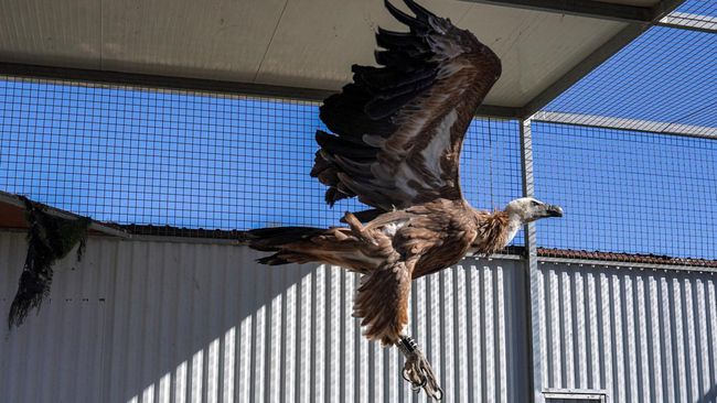 Israeli Wildlife Expert Uses Birds of Prey to Detect Bodies in Hamas Attacks