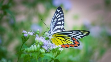 APA BEDANYA HEWAN AVERTEBRATA DAN VERTEBRATA