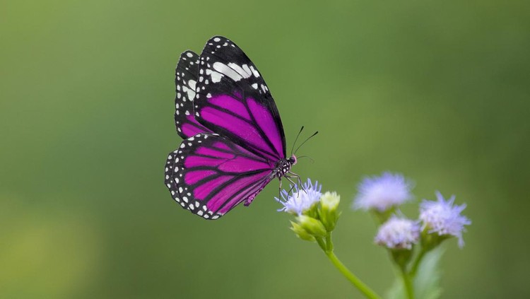 Purple Butterfly on flowers