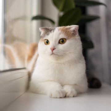 Pecinta Kucing Harus Hati-hari, Ini 6 Penyakit dari Kucing yang Ternyata Bisa Menular ke Manusia!