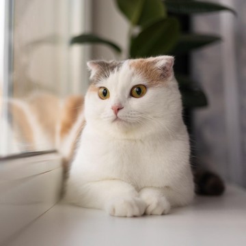 img-title Pecinta Kucing Harus Hati-hari, Ini 6 Penyakit dari Kucing yang Ternyata Bisa Menular ke Manusia!