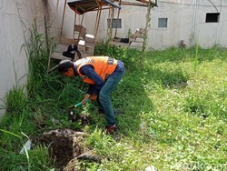 Horor Mutilasi Kucing di Tasikmalaya, Bangkai Tanpa Darah dan Jeroan!