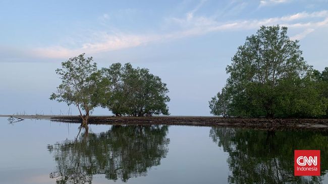 Di Bintan, saat menyusuri hutan di malam hari jangan lewatkan atraksi indah dari ribuan kunang-kunang yang berkelap-kelip di dahan pohon mangrove.