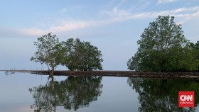 Menyusuri Sungai dan Hutan Mangrove demi Lihat Kunang-Kunang di Bintan