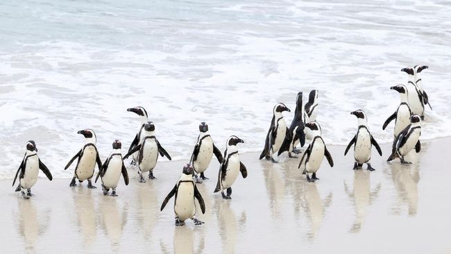 Dalam penghargaan Negara Terbaik di Bumi versi Telegraph Travel Awards ini, Afrika Selatan mengalahkan Selandia Baru yang sebelumnya di posisi teratas.